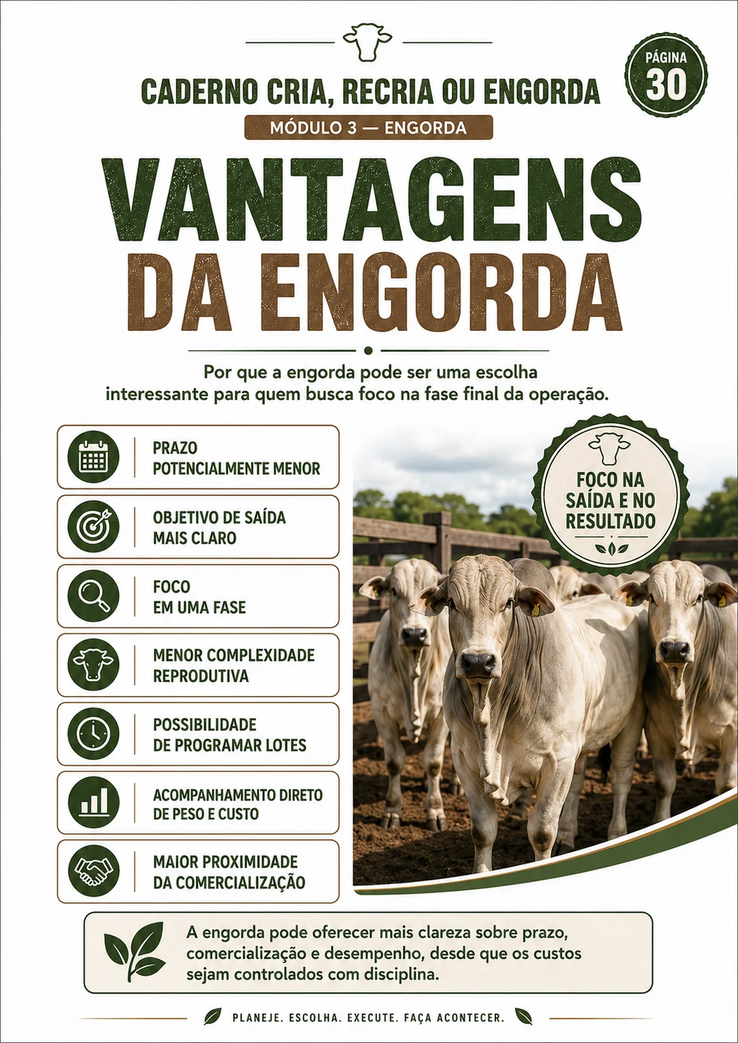 Página interna: vantagens da engorda